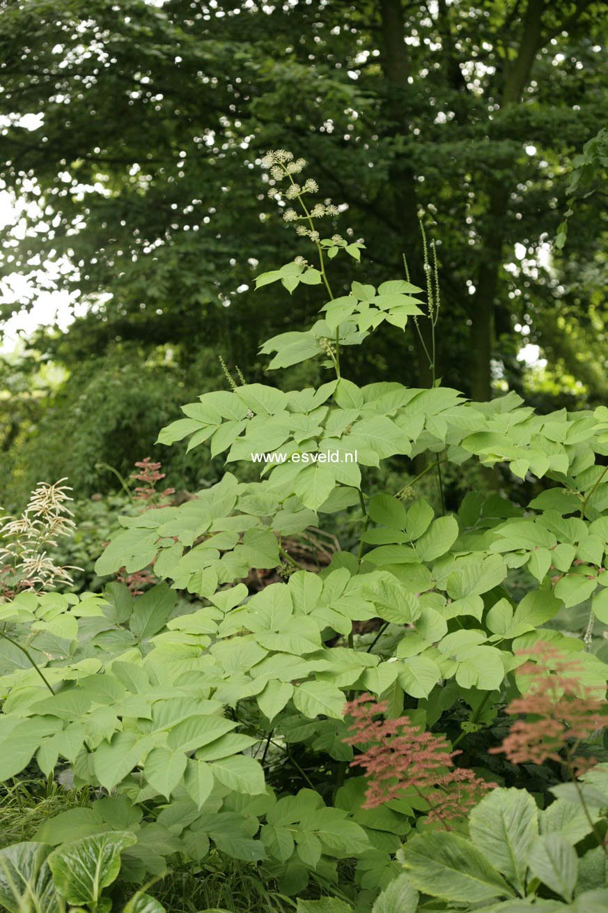 Aralia continentalis