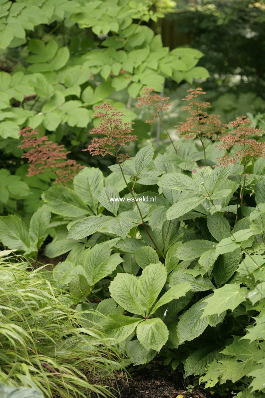 Rodgersia pinnata 'Elegans'