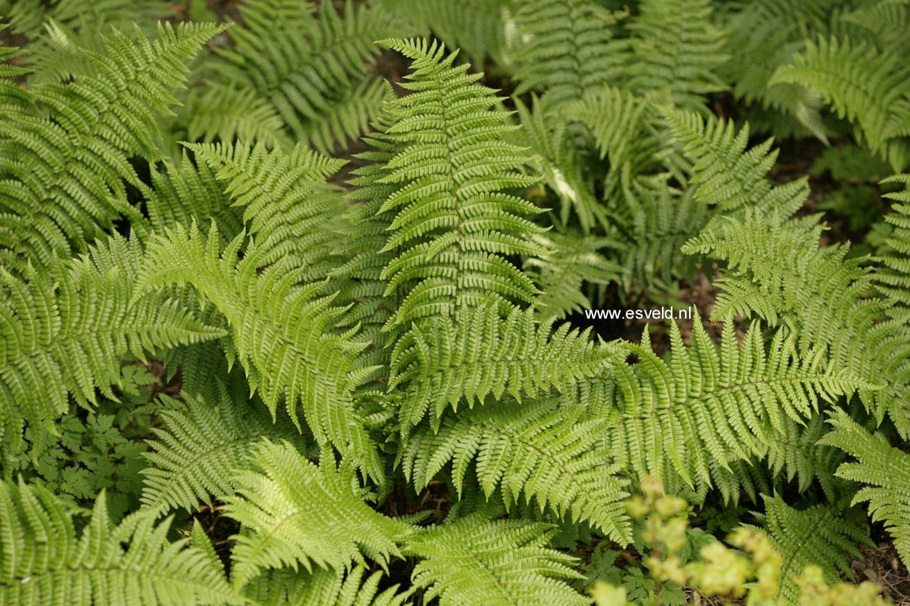 Dryopteris affinis