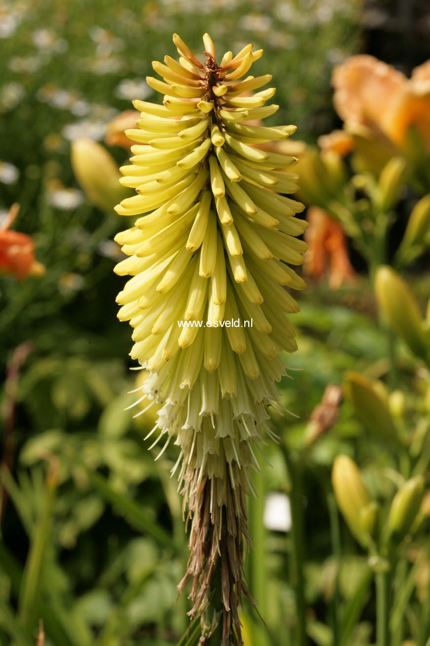 Kniphofia 'Percy's Pride'