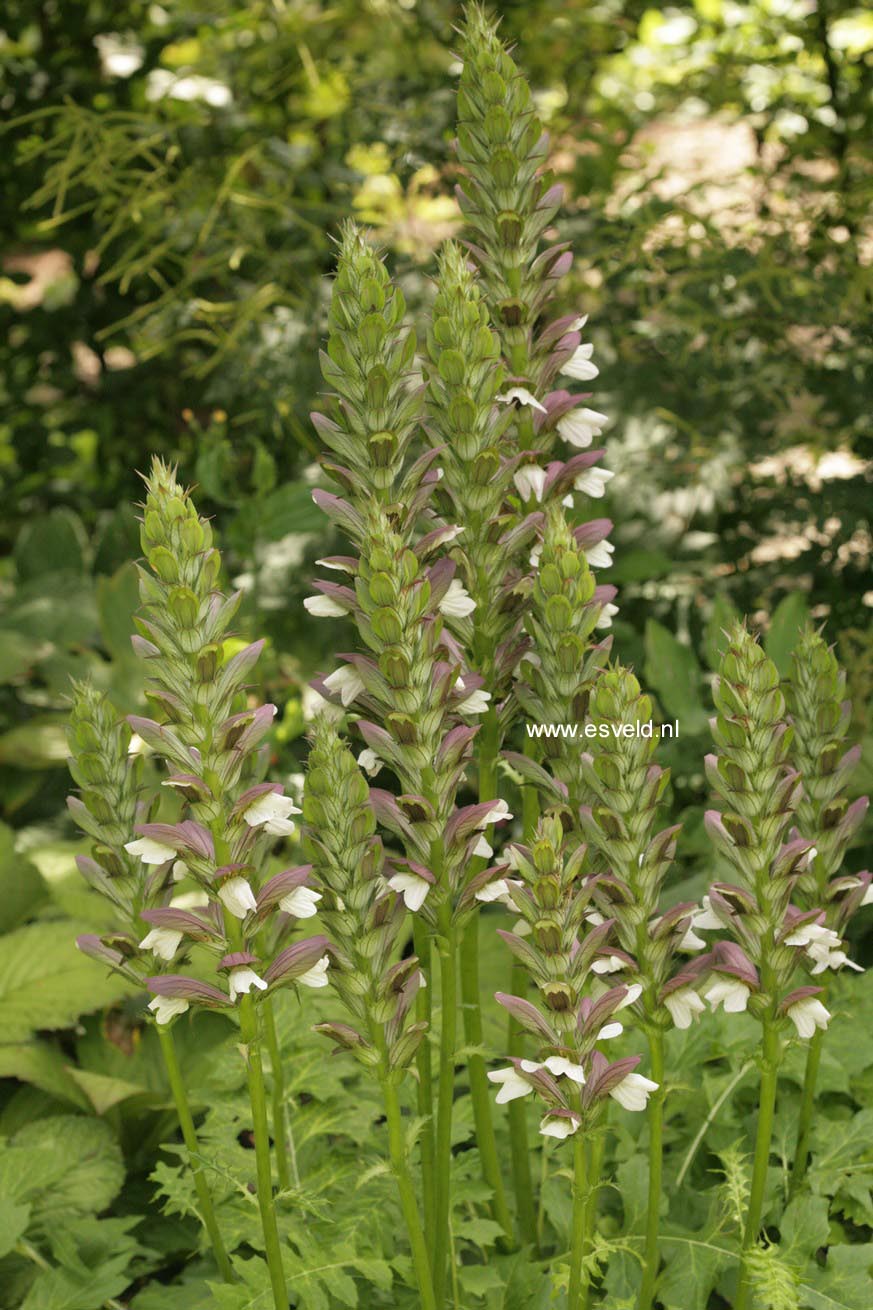 Acanthus 'Morning Candle'