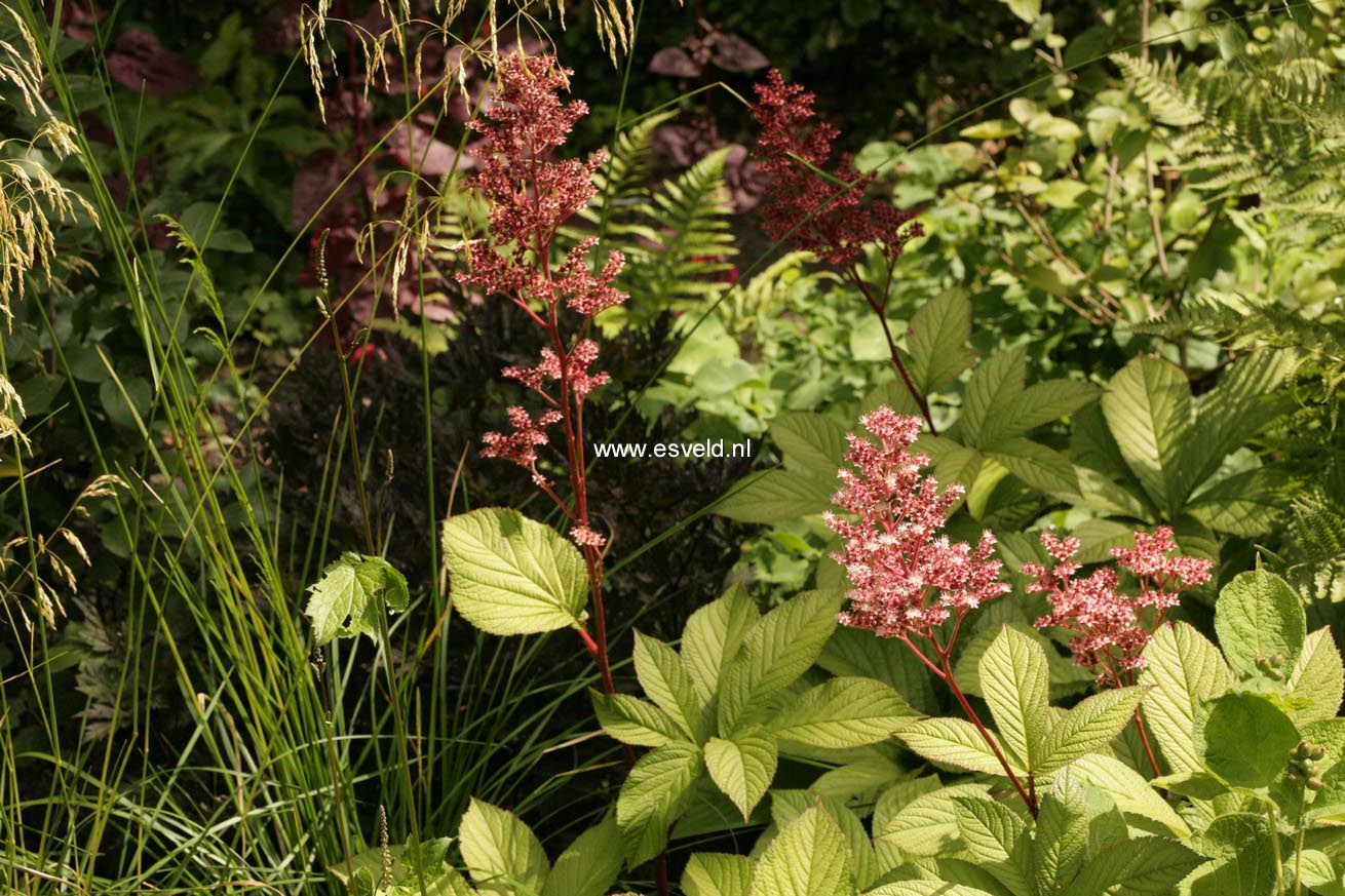 Rodgersia pinnata 'Maurice Mason'