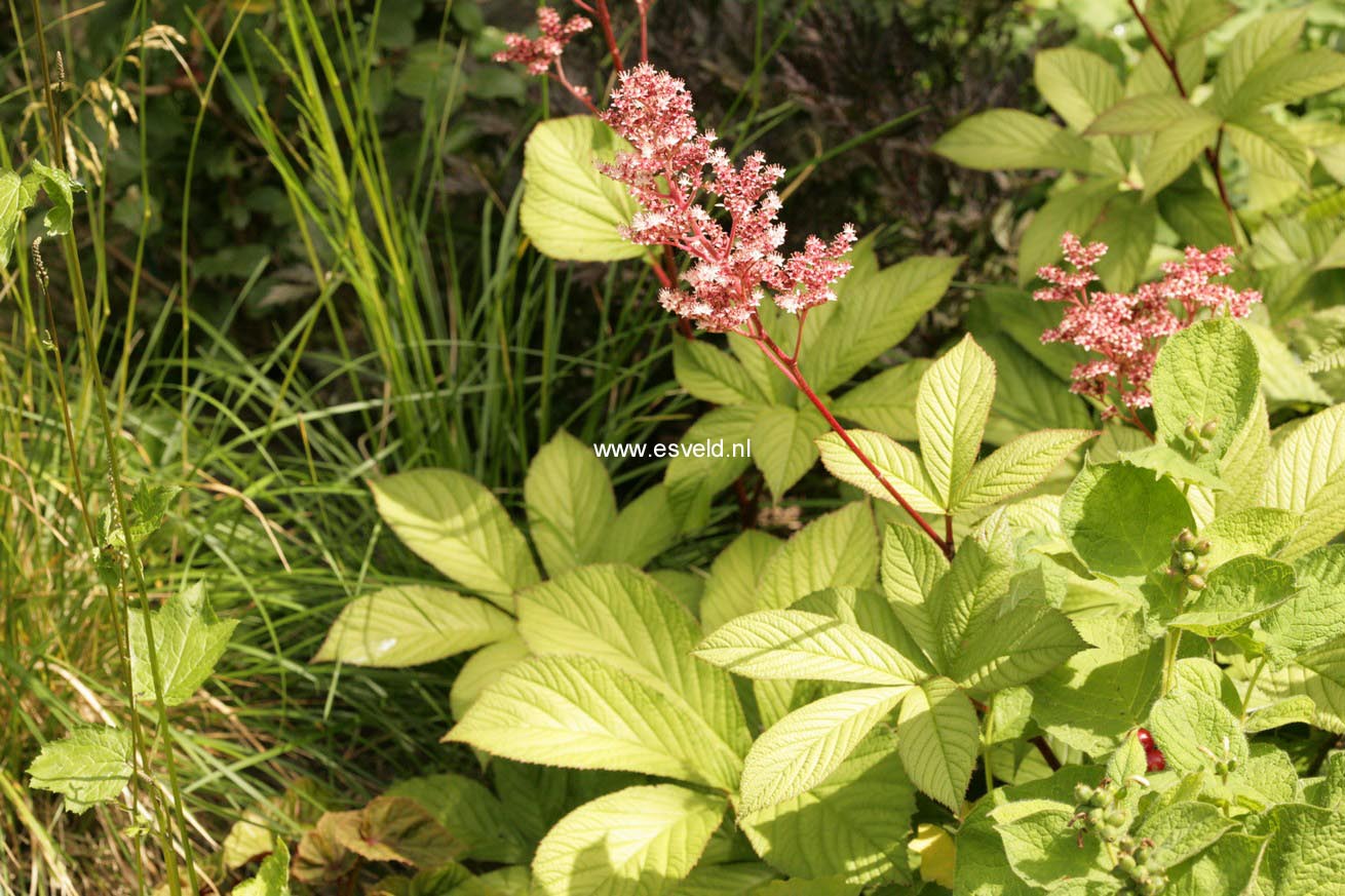 Rodgersia pinnata 'Maurice Mason'