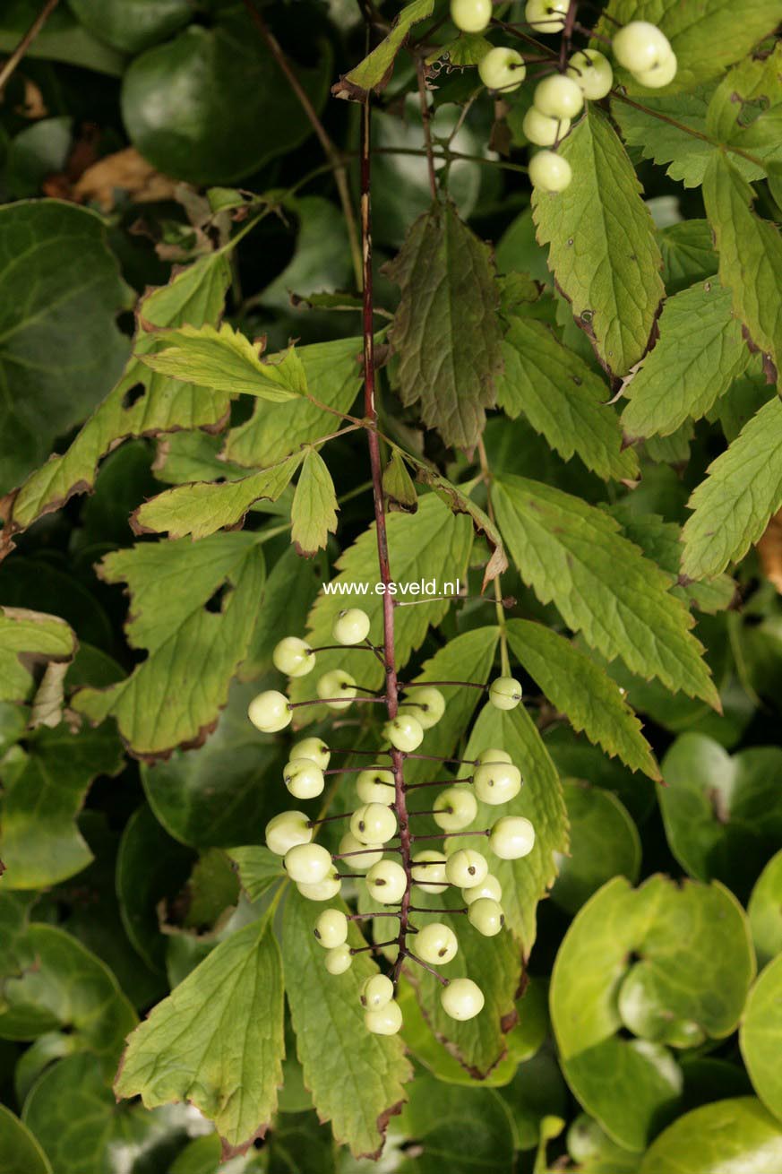 Actaea rubra