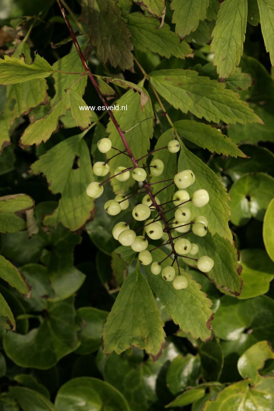 Actaea rubra