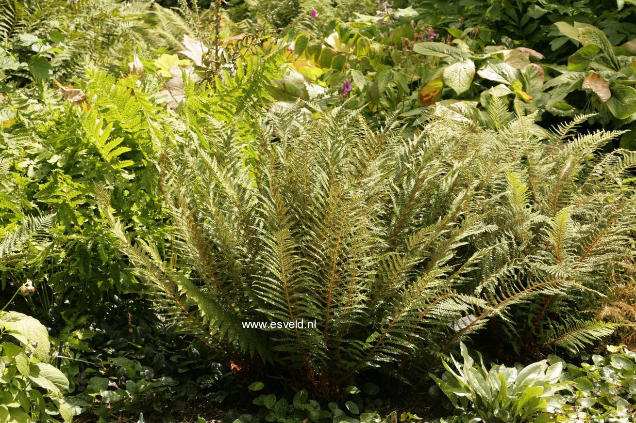 Polystichum setiferum 'Herrenhausen'