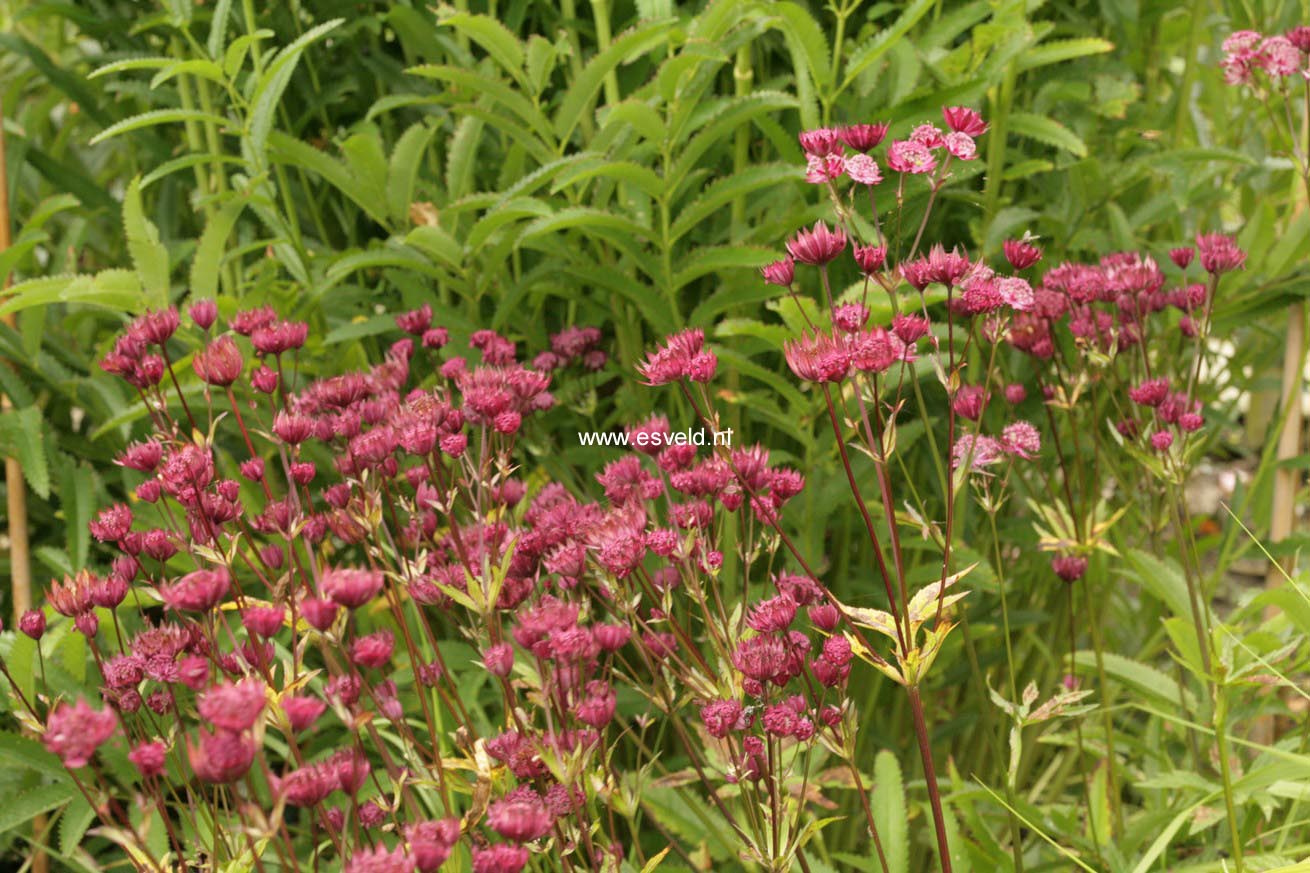 Astrantia major 'Hadspen Blood'