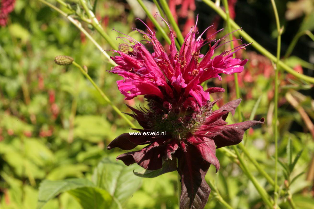 Monarda 'Kardinal'