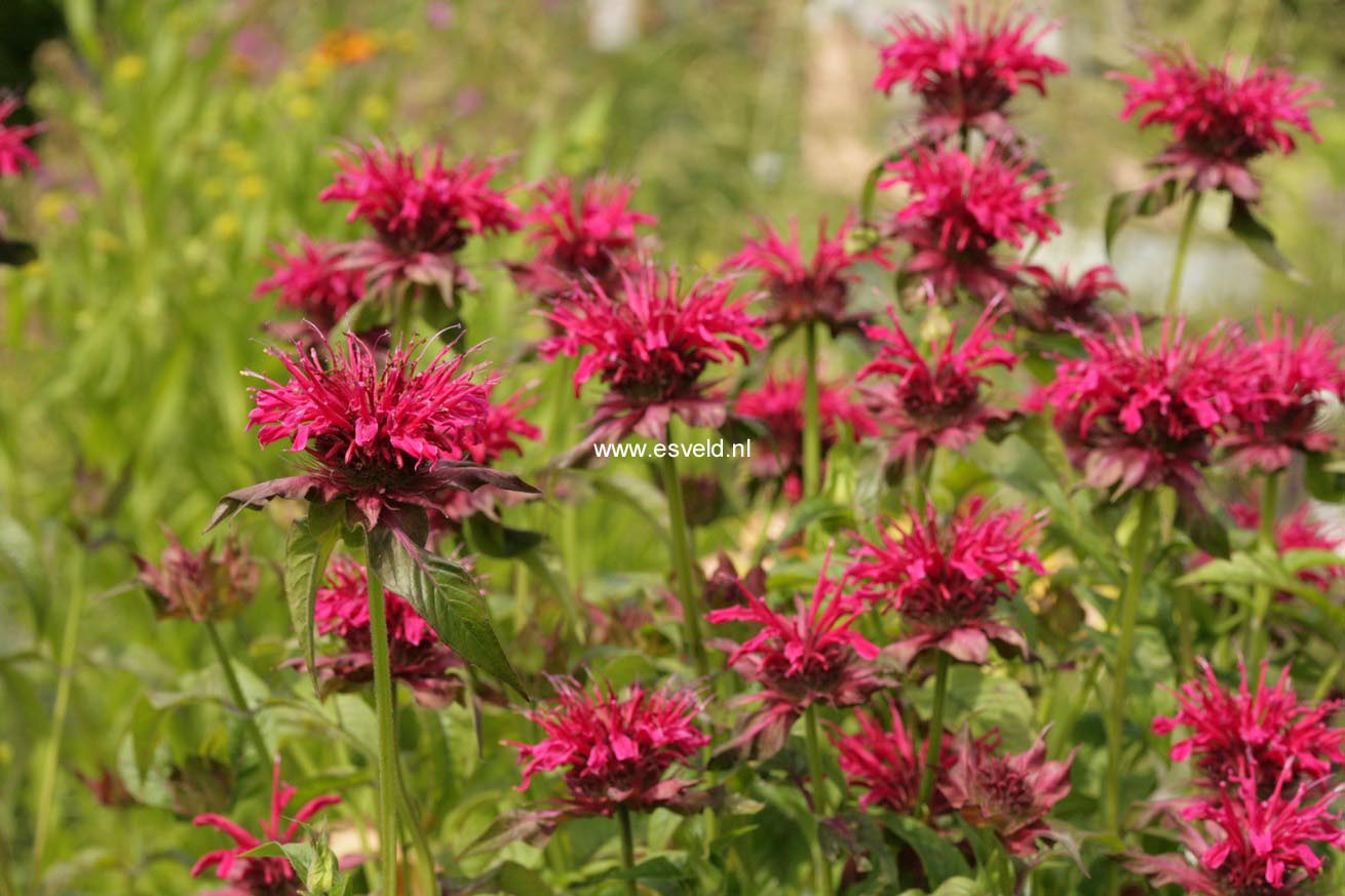 Monarda 'Mahogany'