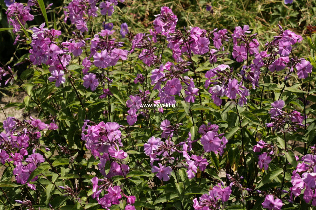 Phlox paniculata 'Blue Paradise'