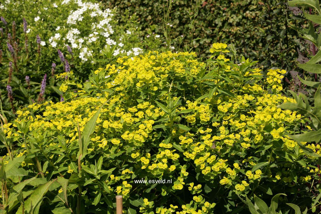 Euphorbia wallichii