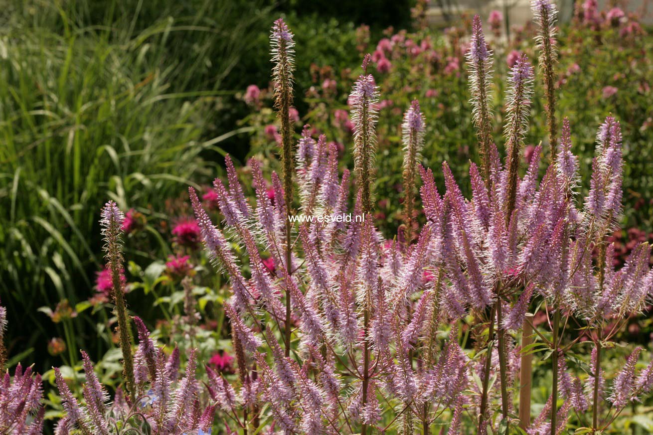 Veronicastrum virginicum 'Adoration'
