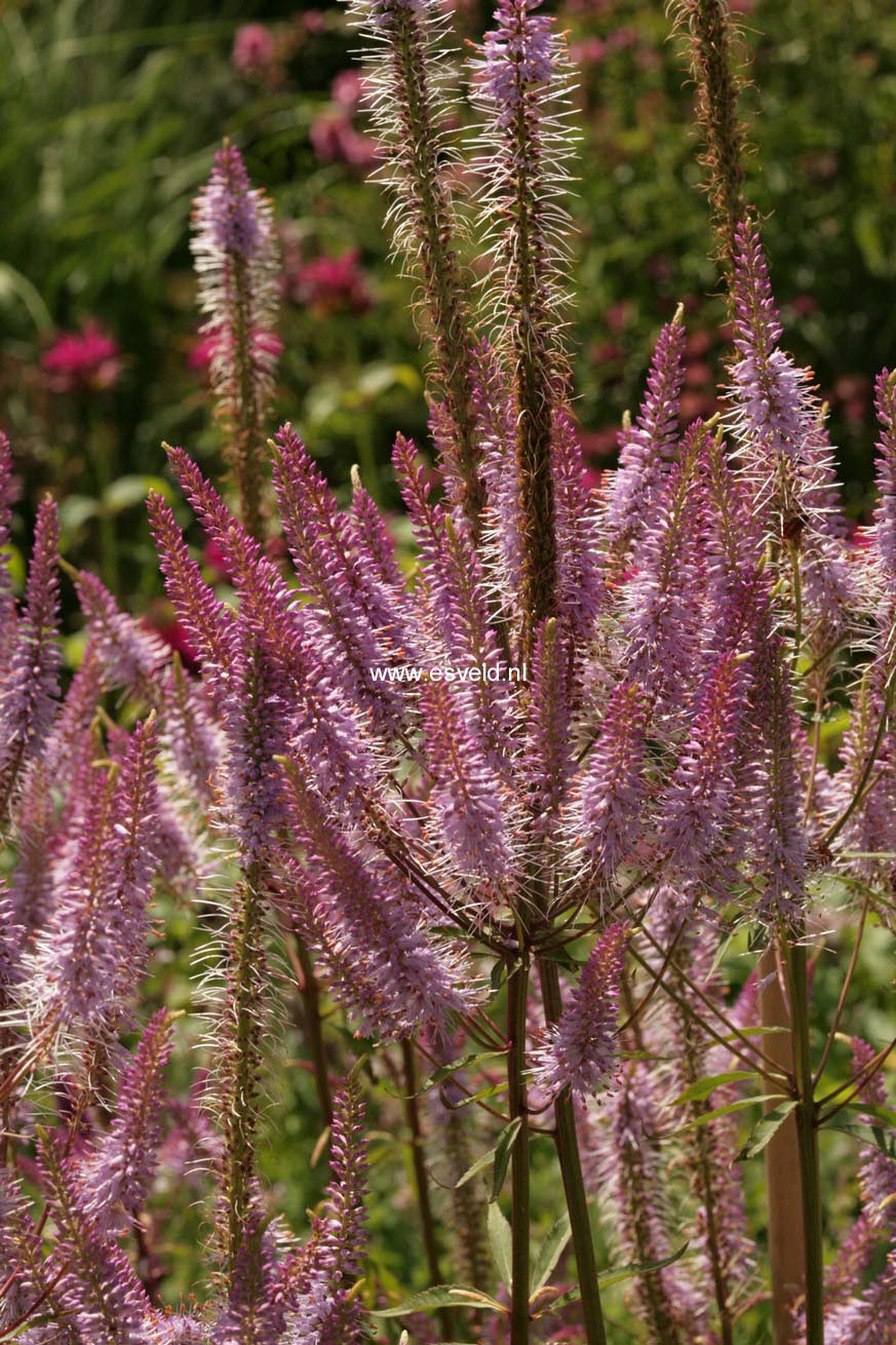 Veronicastrum virginicum 'Adoration'