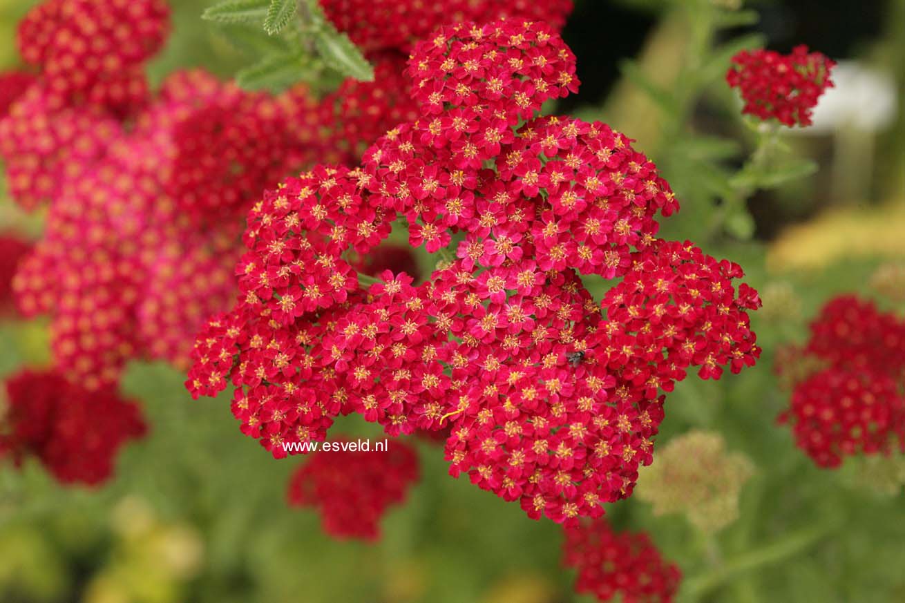 Achillea millefolium 'Red Velvet'