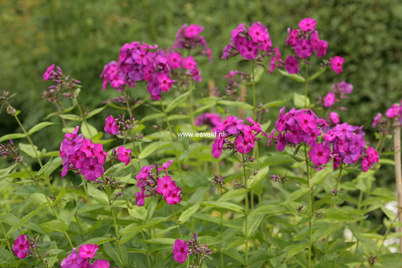 Phlox paniculata 'Duesterlohe'