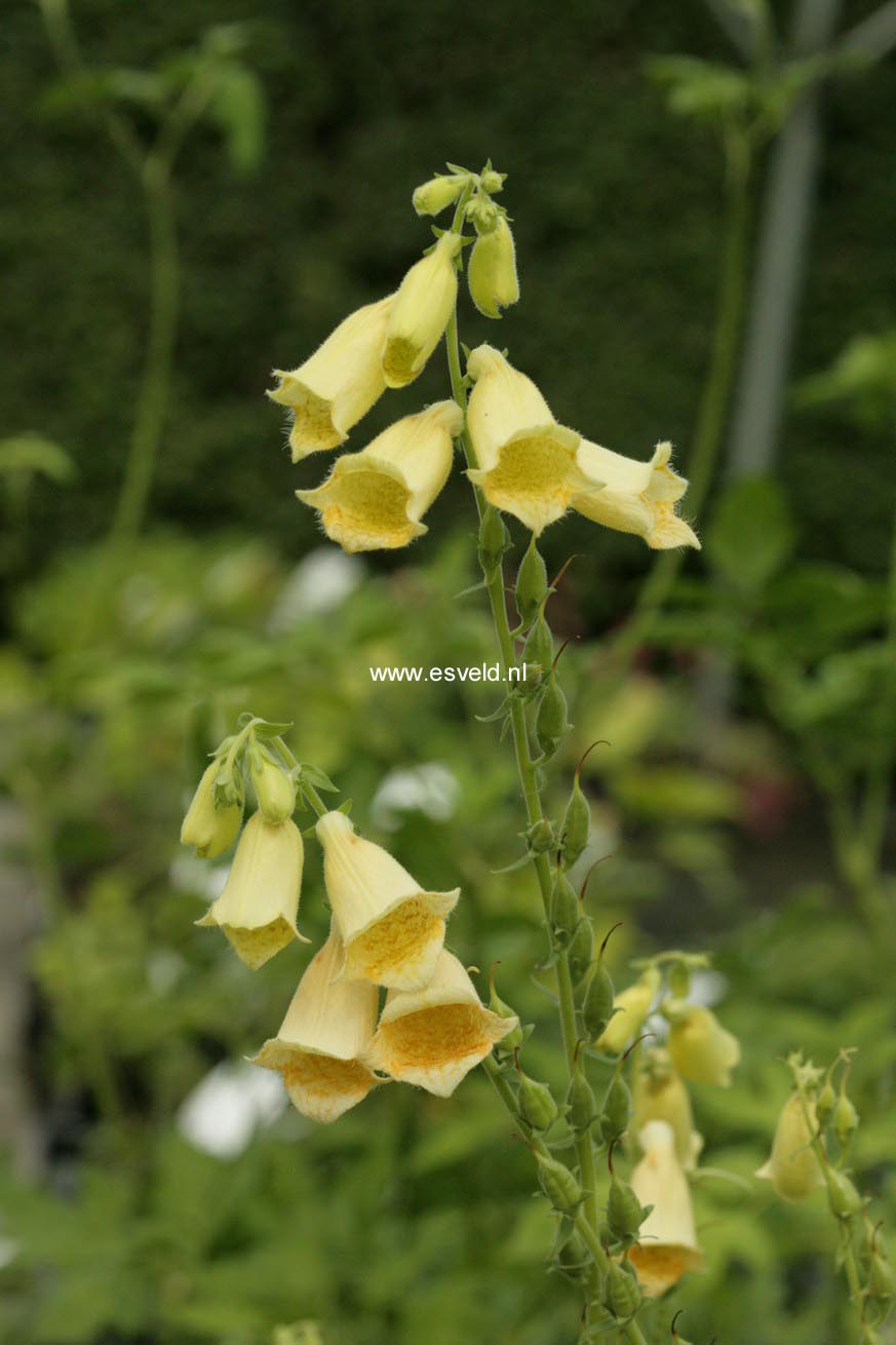 Digitalis grandiflora