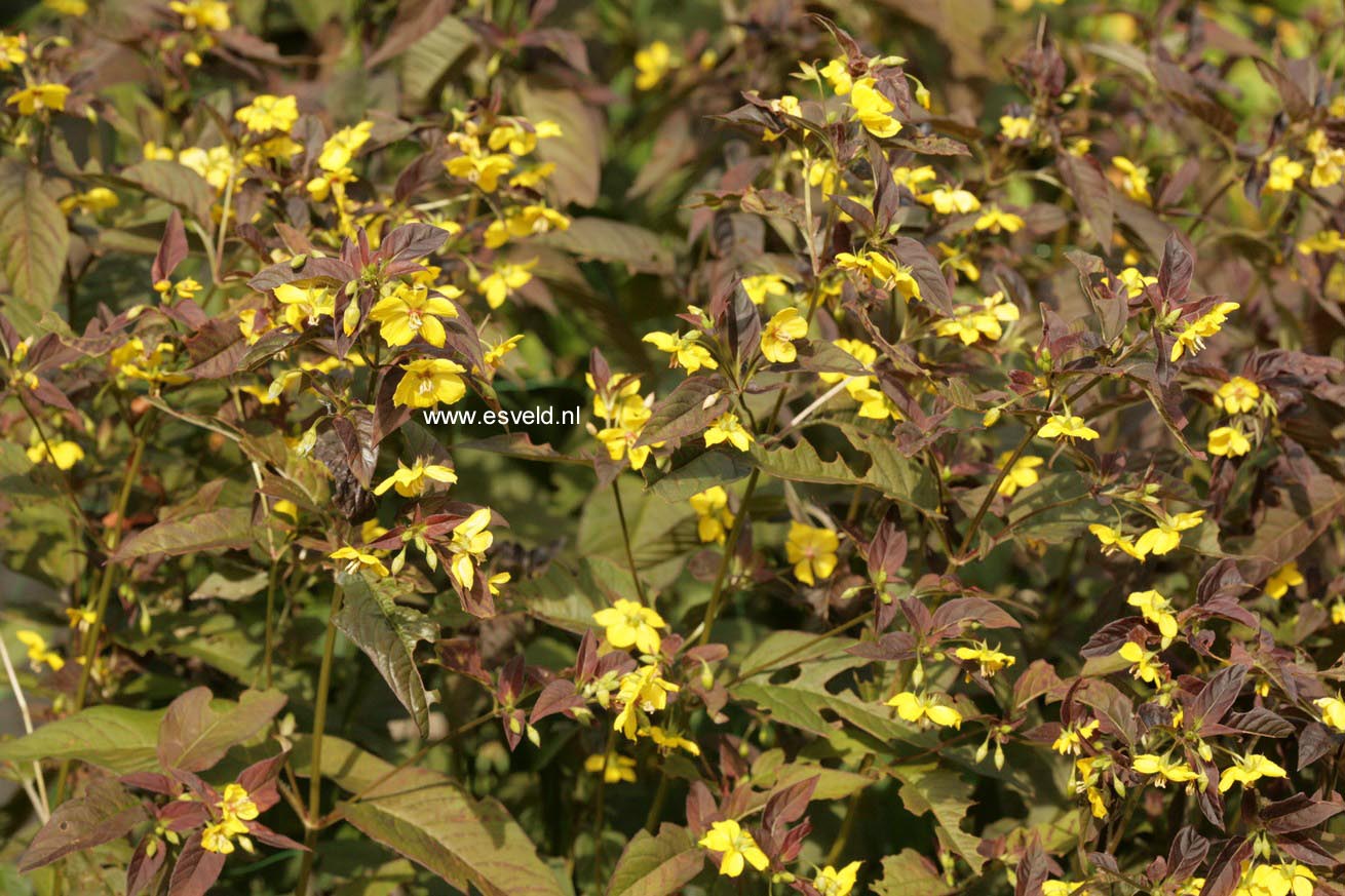 Lysimachia ciliata 'Firecracker'