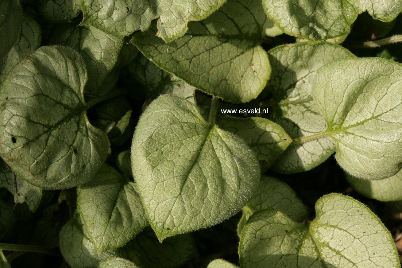 Brunnera macrophylla 'Looking Glass'