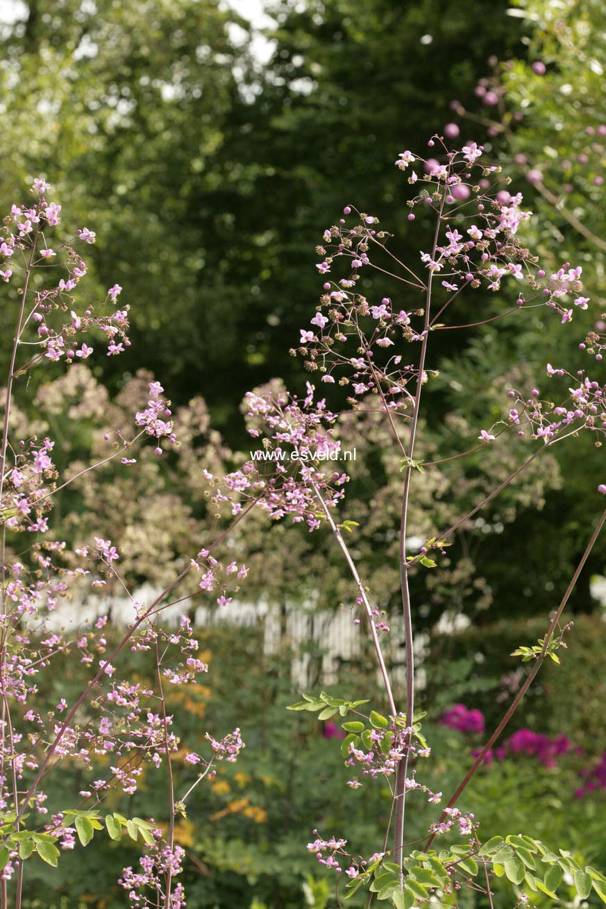 Thalictrum rochebrunianum