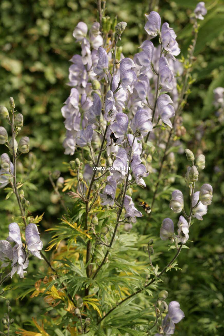 Aconitum 'Stainless Steel'