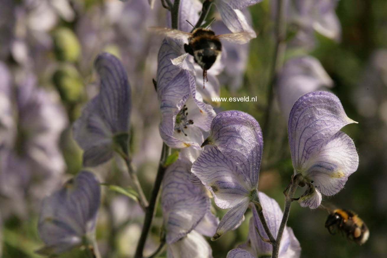 Aconitum 'Stainless Steel'