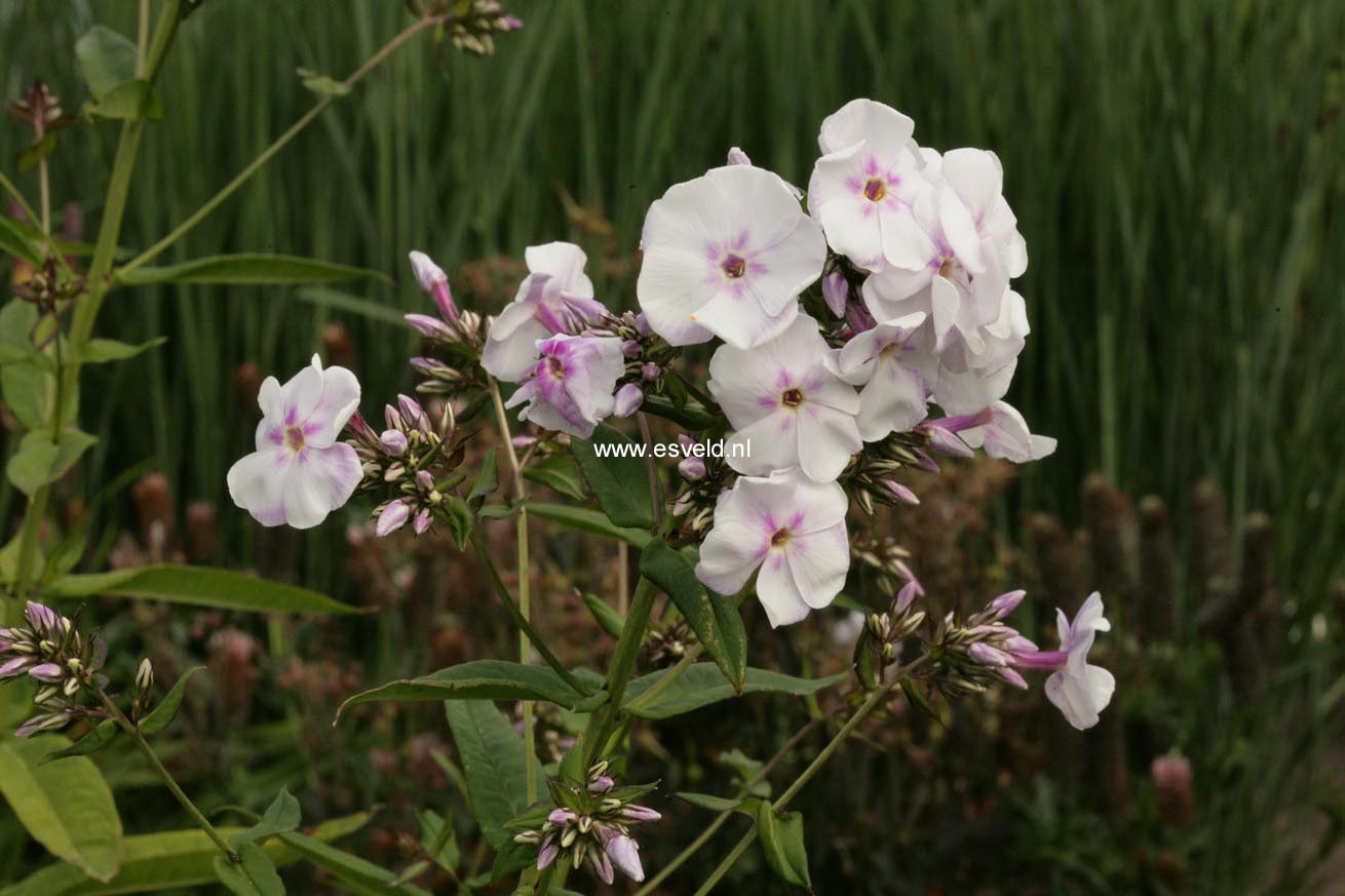 Phlox paniculata 'Lavendelwolke'