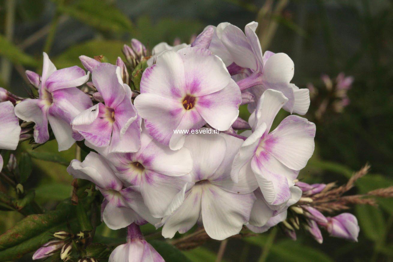 Phlox paniculata 'Lavendelwolke'