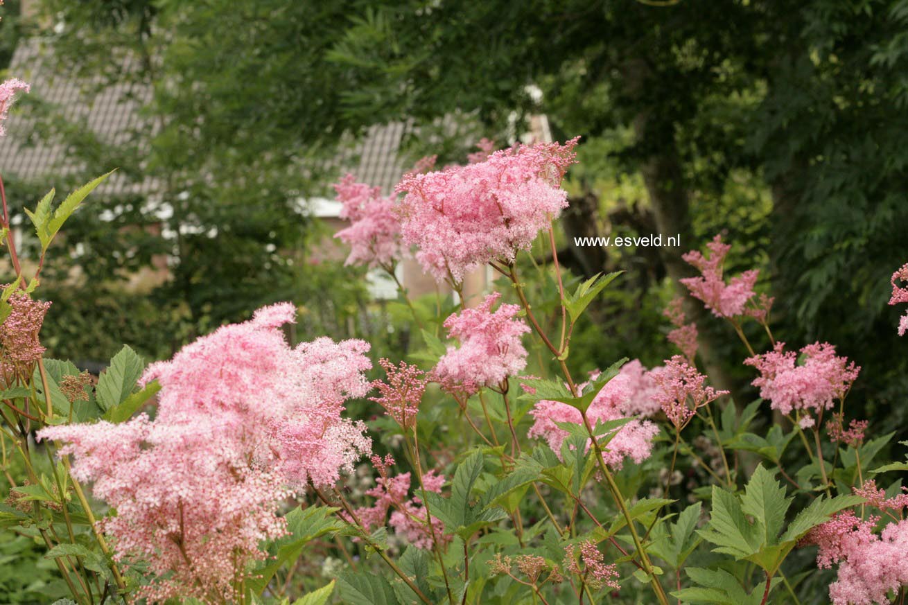 Filipendula rubra 'Venusta'