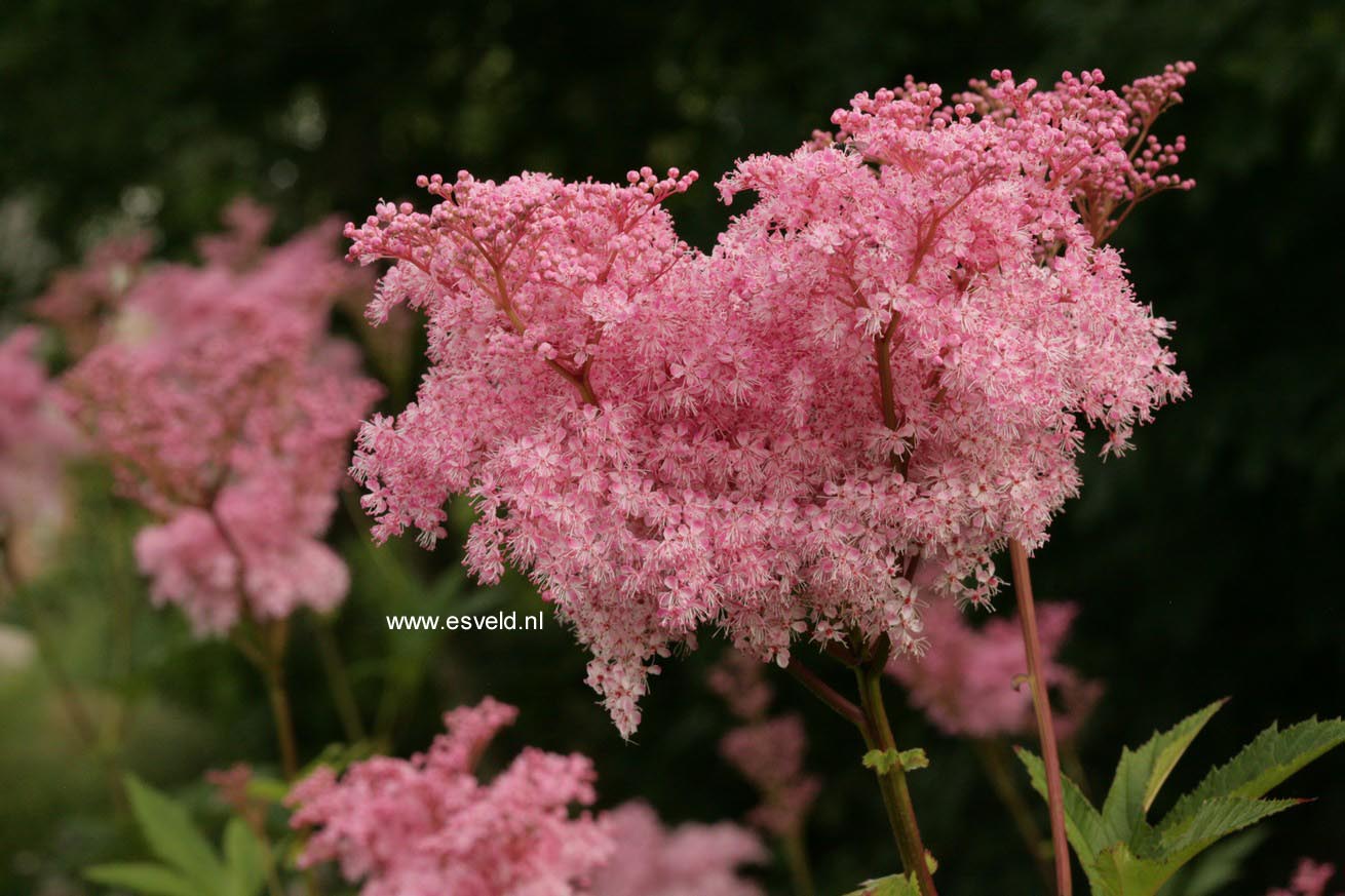 Filipendula rubra 'Venusta'