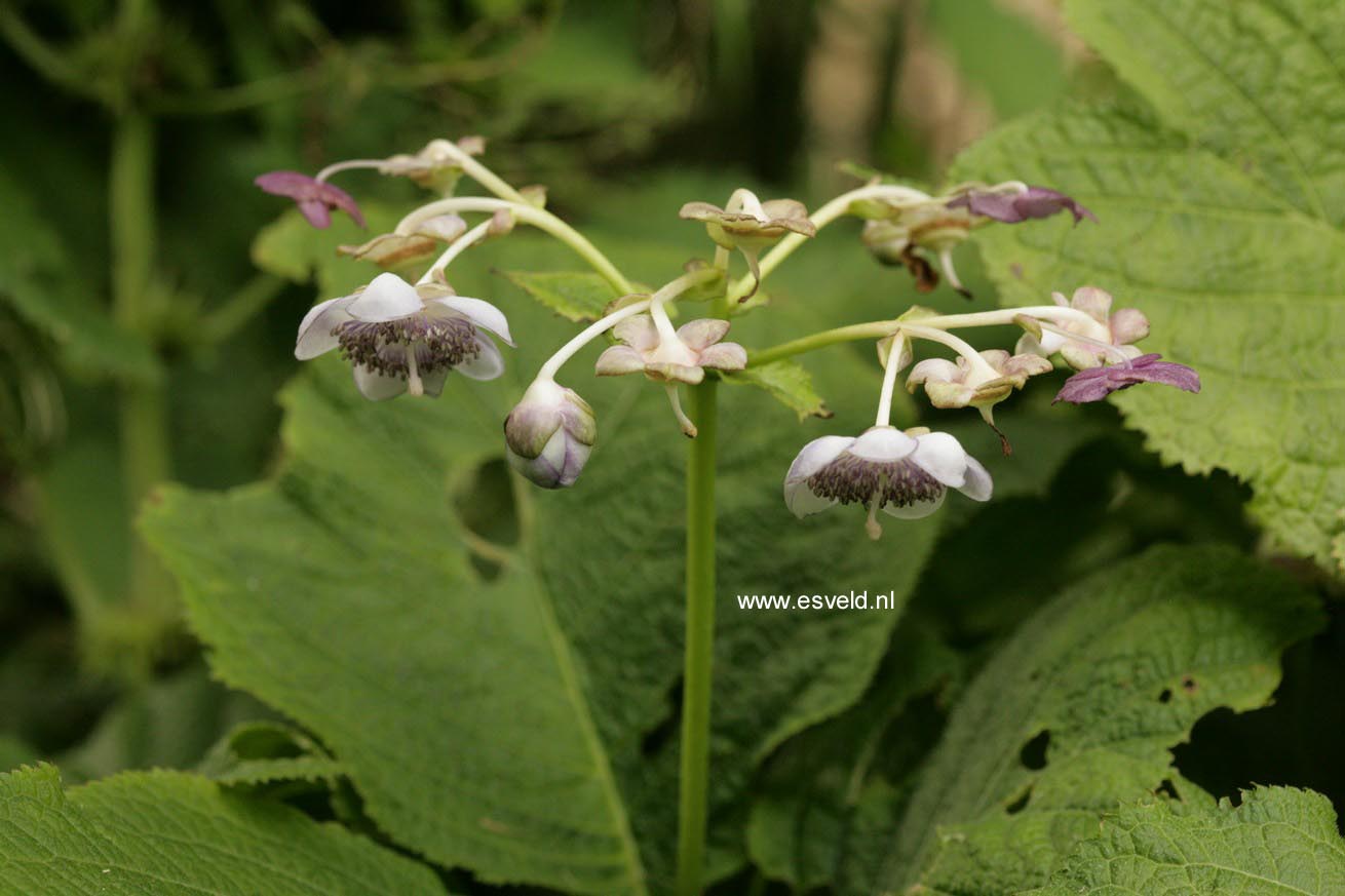 Deinanthe bifida