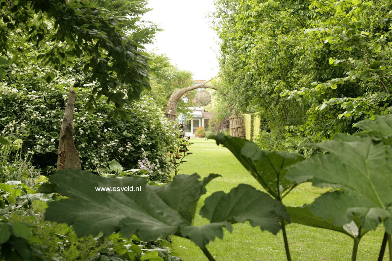 Gunnera manicata