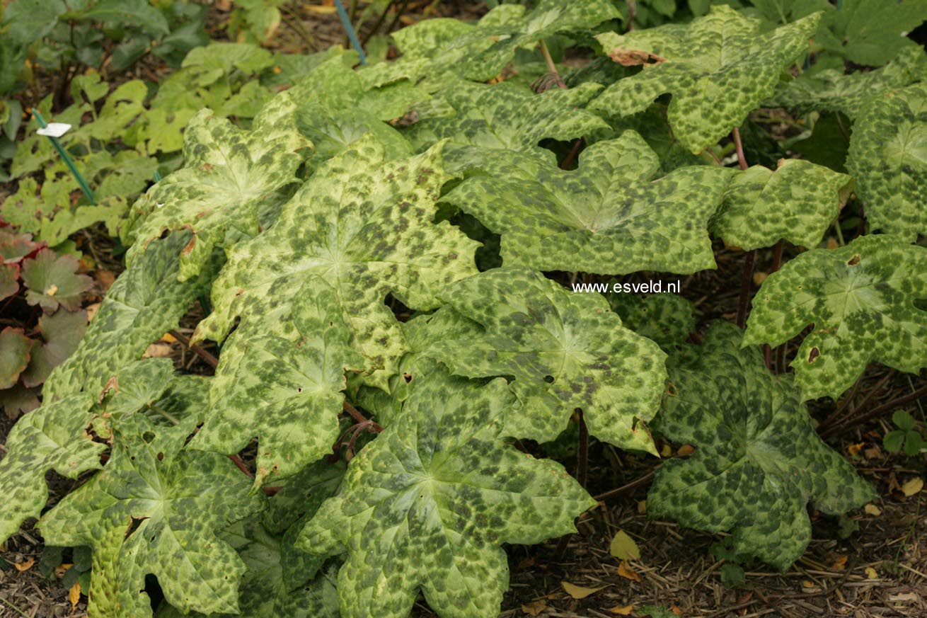 Podophyllum 'Spotty Dotty'