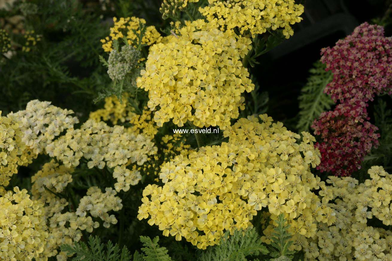 Achillea 'Credo'