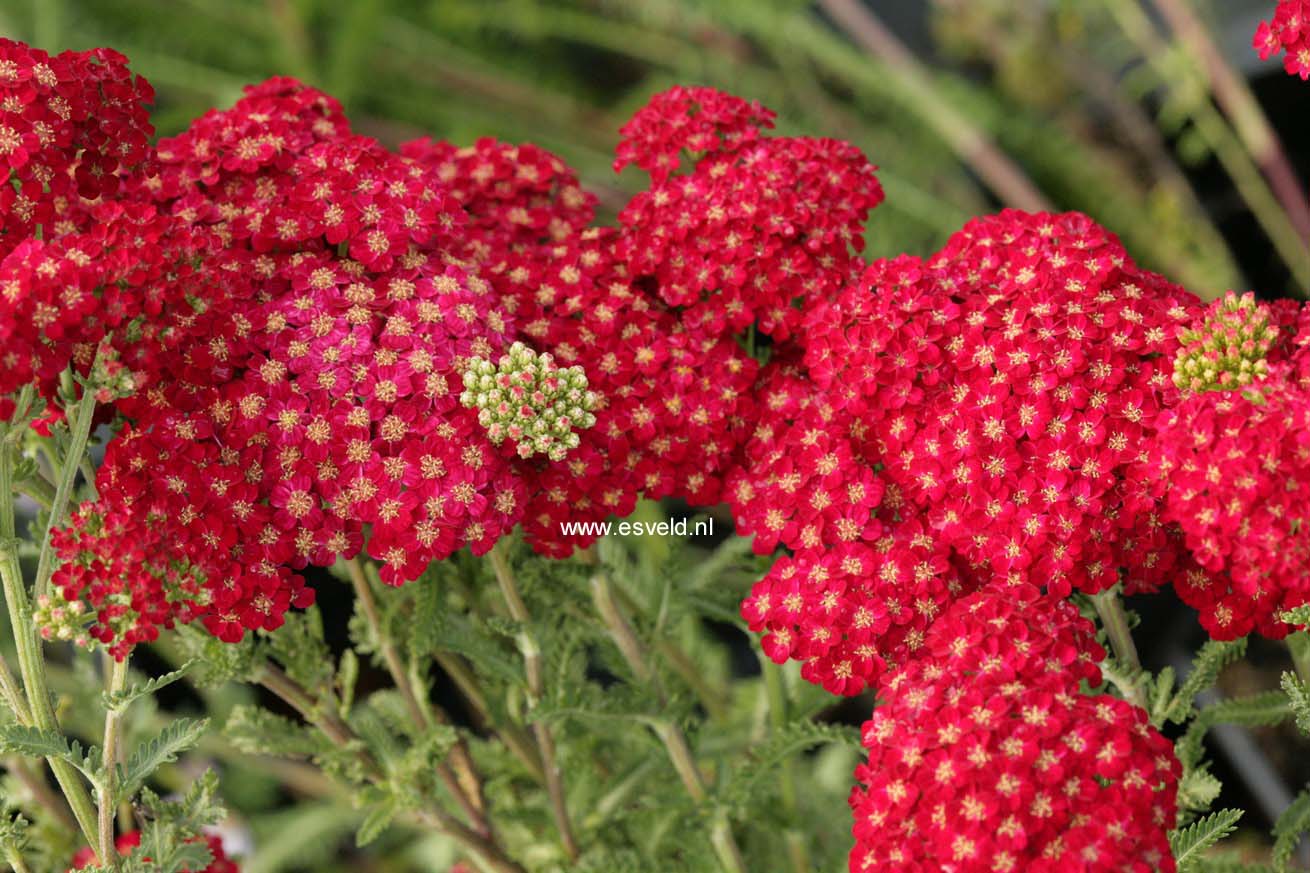 Achillea millefolium 'Red Velvet'