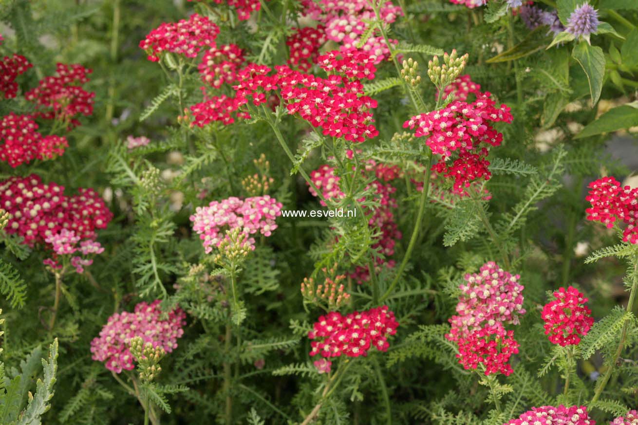 Achillea 'Petra'
