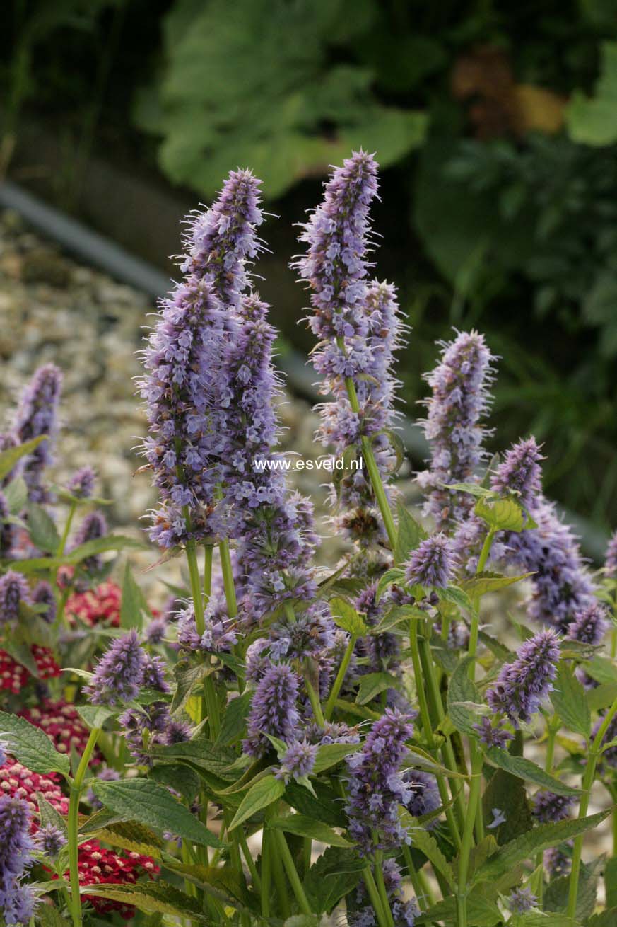 Agastache 'Blue Fortune'