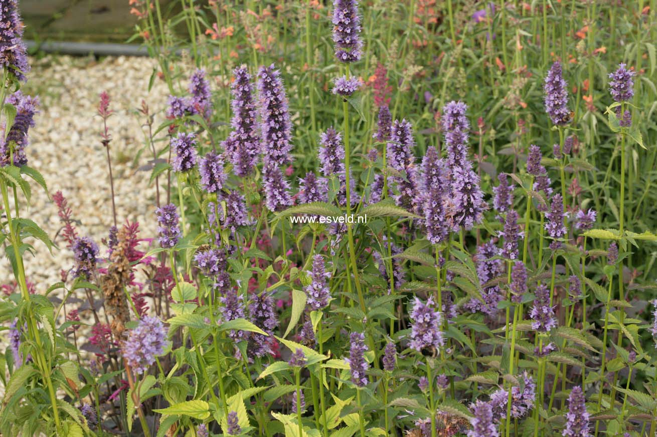 Agastache 'Black Adder'