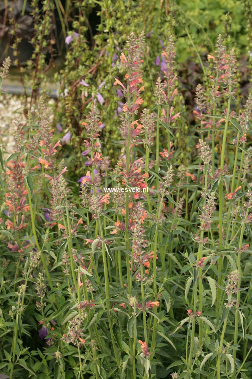 Agastache 'Kolibri'