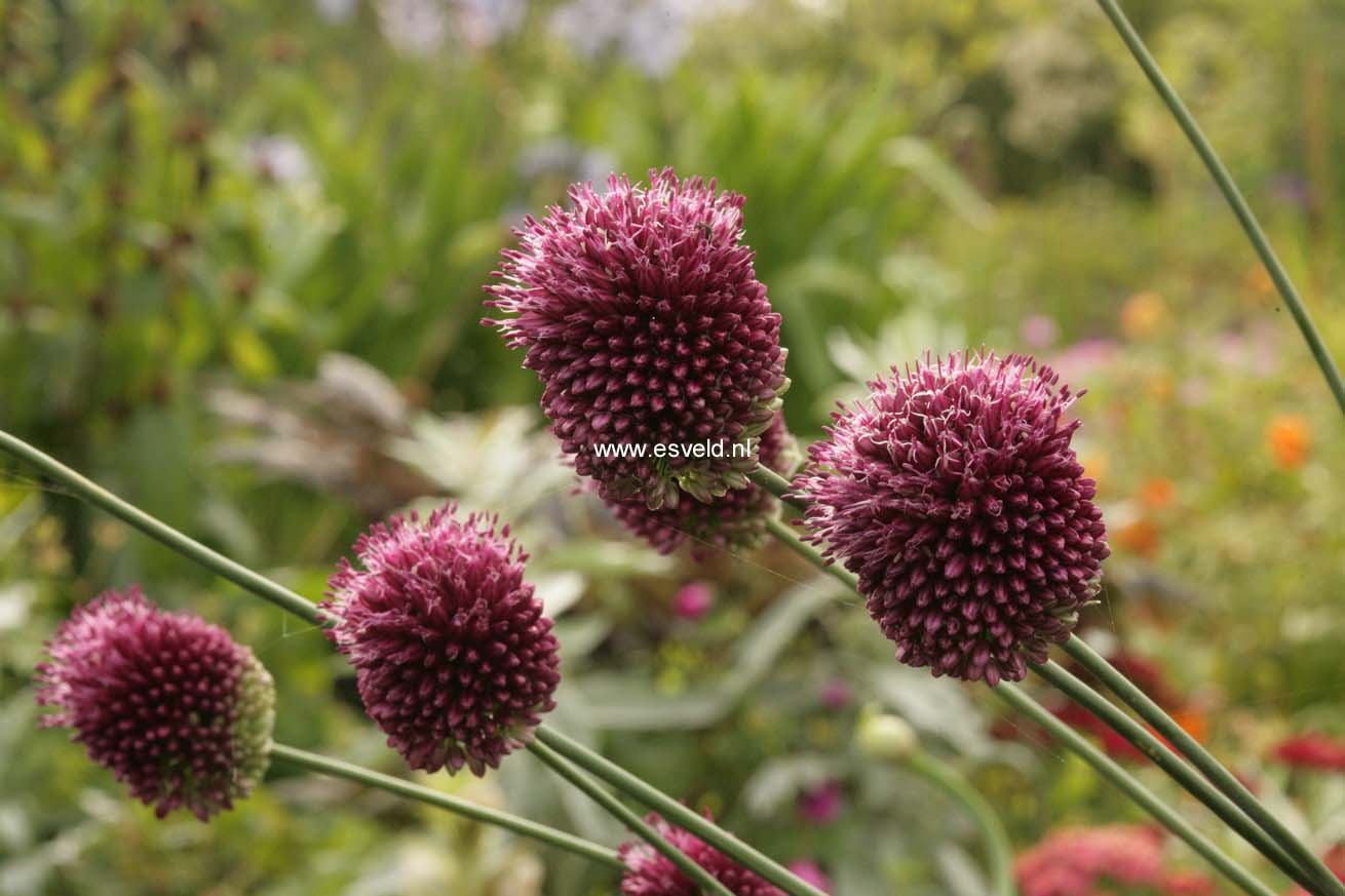 Allium sphaerocephalon