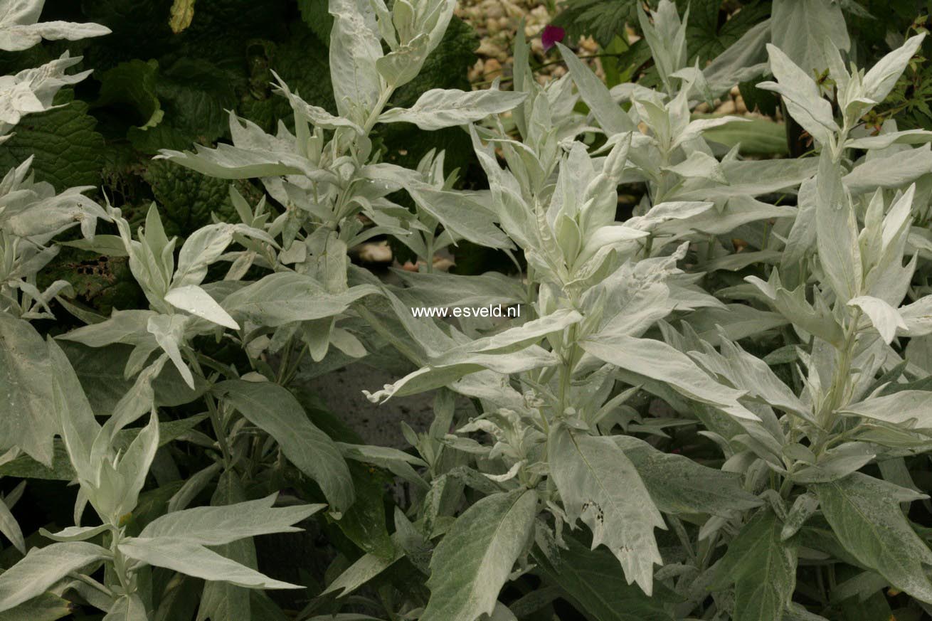 Artemisia ludoviciana 'Valerie Finnis'