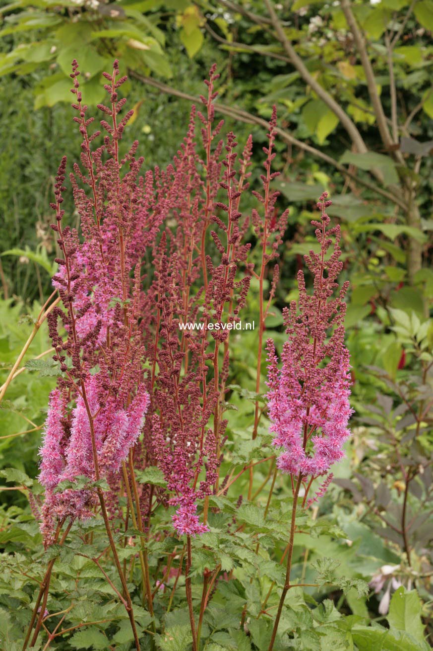 Astilbe chinensis 'Purpurkerze'