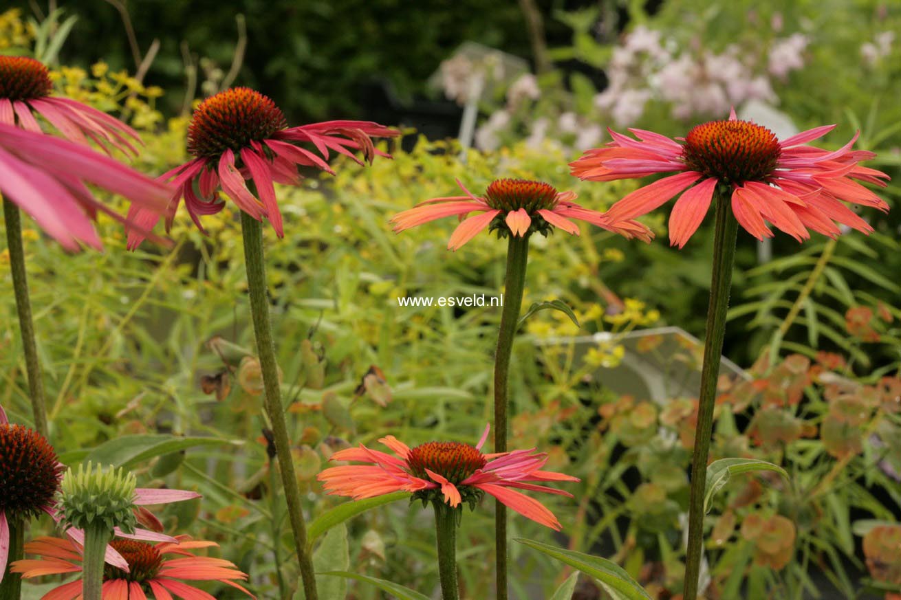 Echinacea purpurea 'Summer Cocktail'