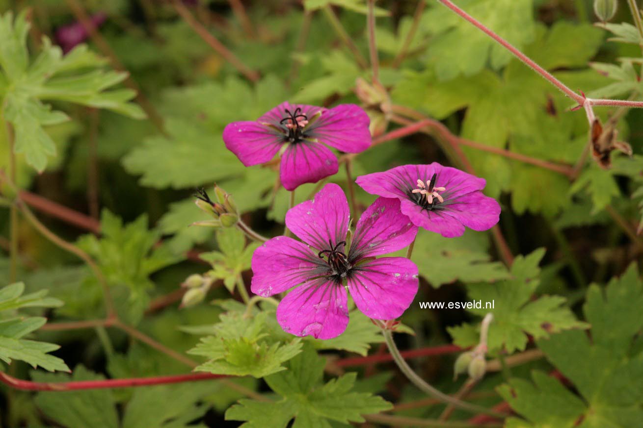 Geranium 'Anne Thomson'