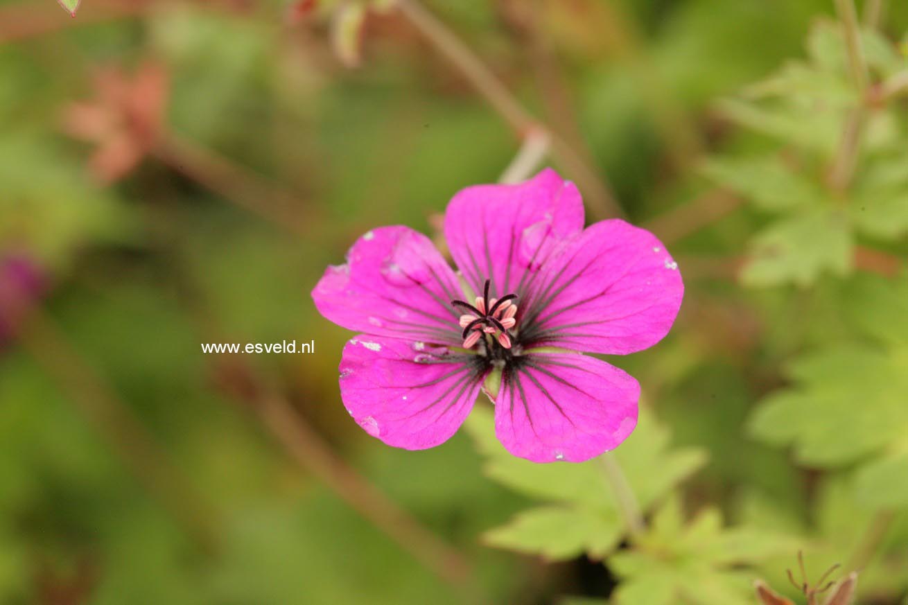 Geranium 'Anne Thomson'