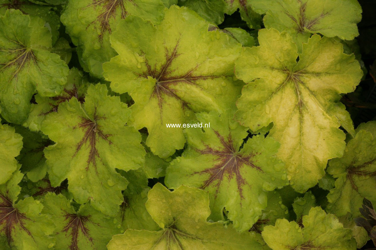 Heucherella 'Art Nouveau'