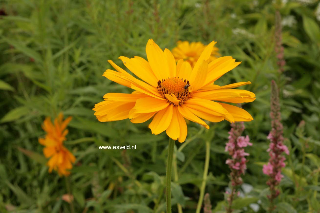 Heliopsis helianthoides 'Venus'