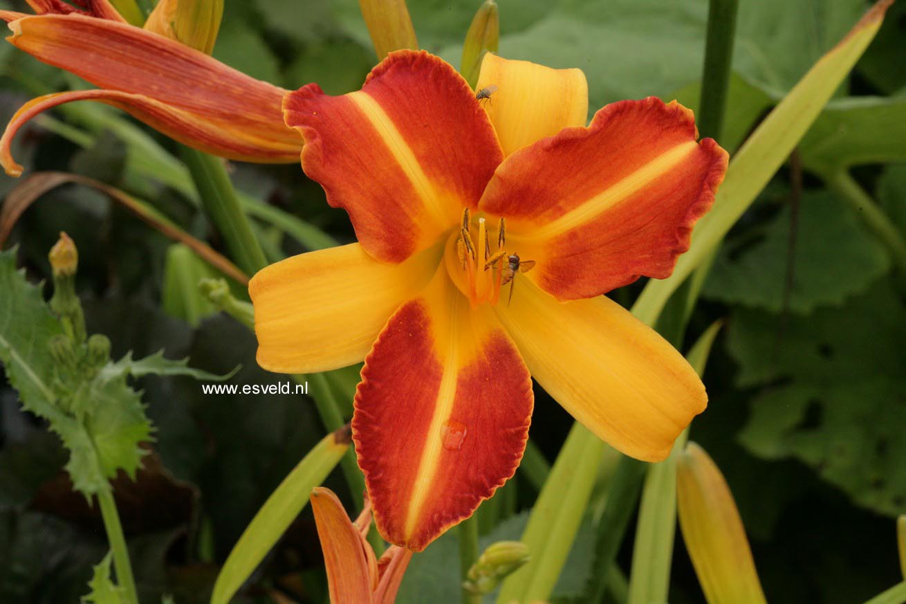 Hemerocallis 'Frans Hals'