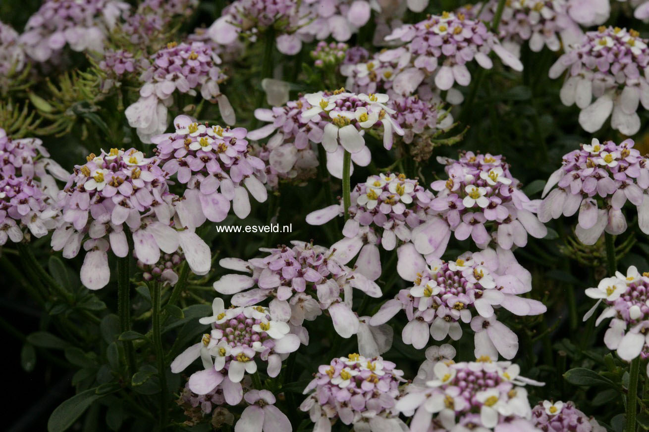 Iberis sempervirens 'Pink Ice'