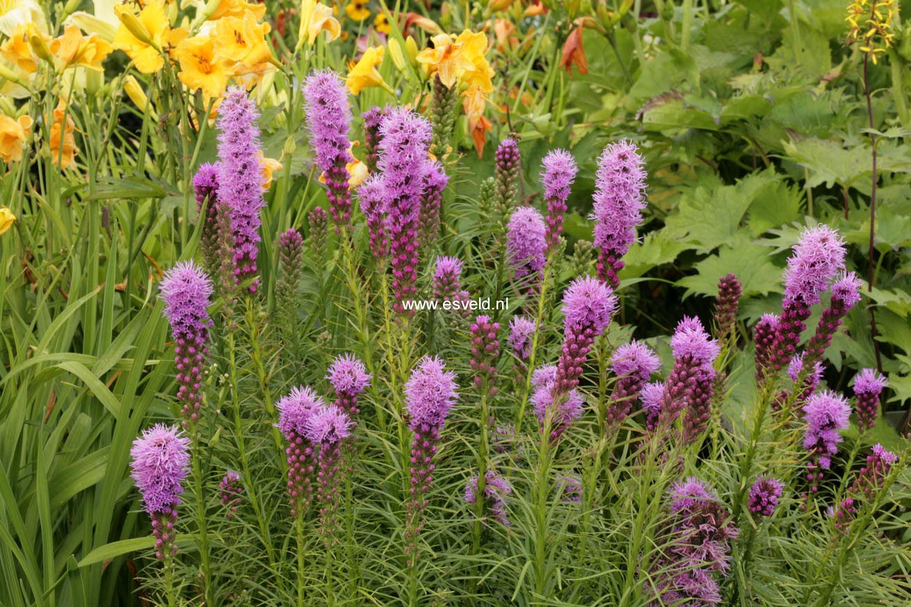 Liatris spicata 'Kobold'