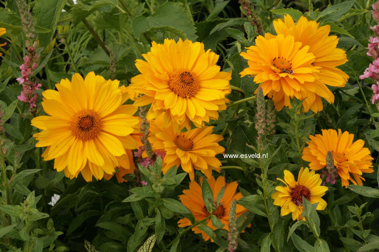 Heliopsis helianthoides 'Venus'